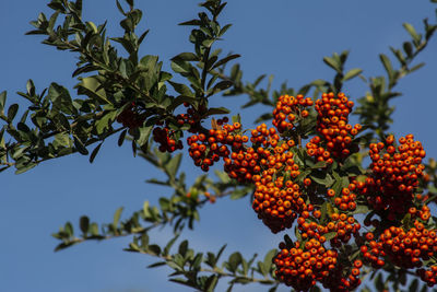 Low angle view of fruits growing on tree against sky