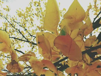 Low angle view of tree branches