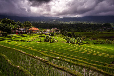 High angle view of vineyard against cloudy sky