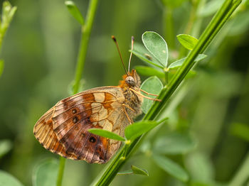 Close-up of butterfly pollinating on leaf