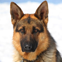 Close-up portrait of dog in winter