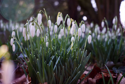 Close-up of flowering plant