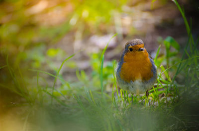 Close-up of a bird perching on a field