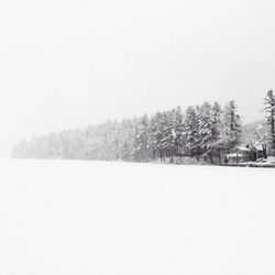 Bare trees on snow covered field