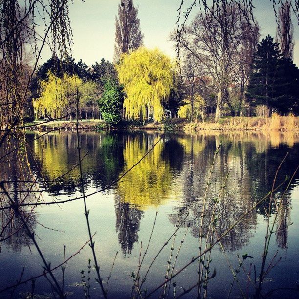 reflection, water, lake, tree, tranquility, tranquil scene, waterfront, beauty in nature, scenics, standing water, nature, sky, calm, symmetry, idyllic, outdoors, no people, growth, bare tree, branch