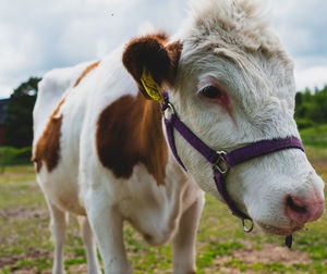 Close-up of cow standing on field