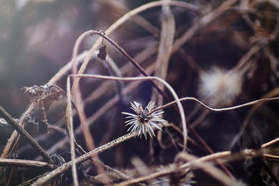 Close-up of wilted plant