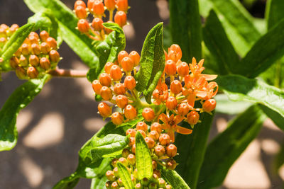 Close-up of orange flowering plant