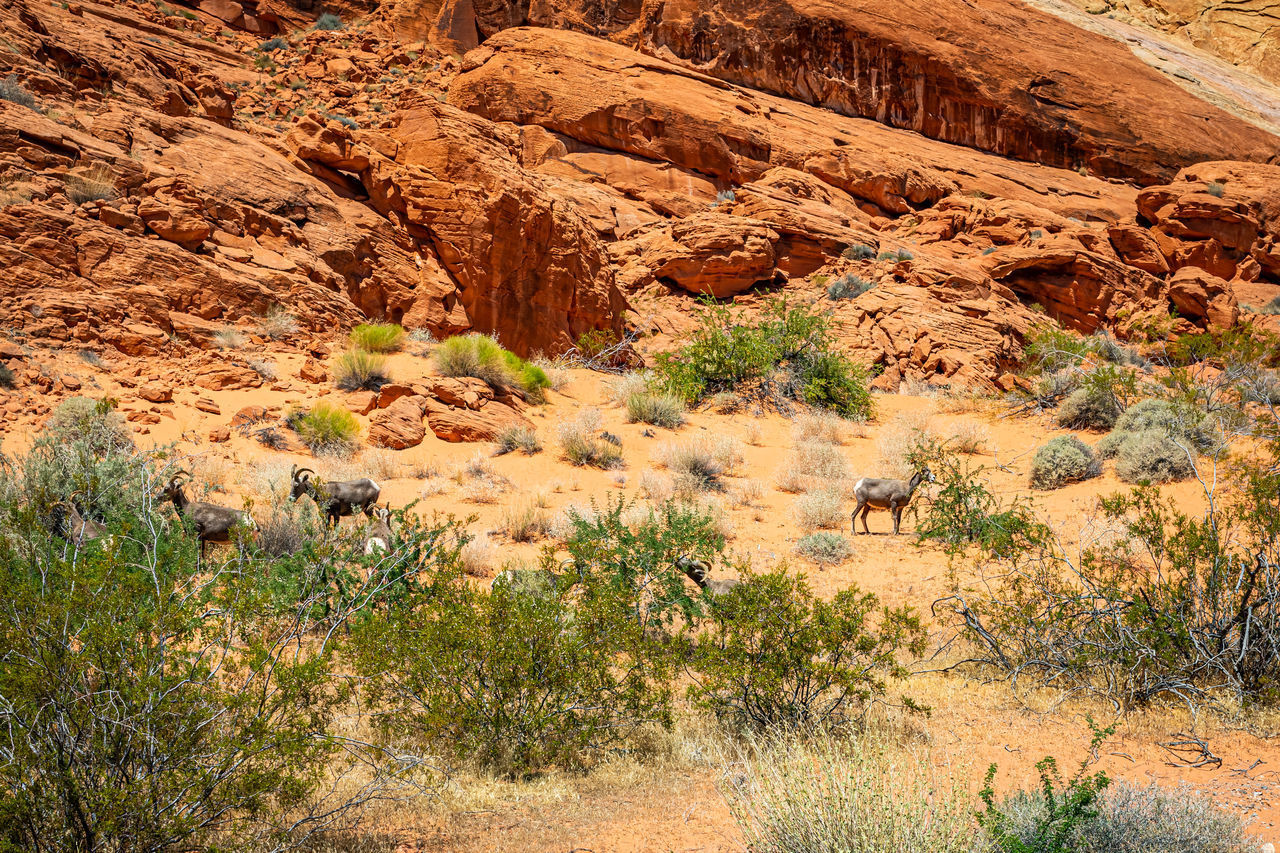 Desert bighorn sheep