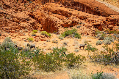 Plants growing on rock formations in desert