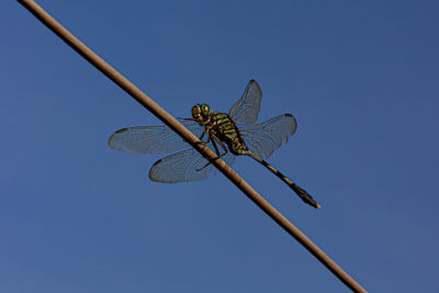 Close-up of dragonfly on twig