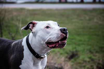 Close-up of a dog looking away