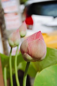Close-up of pink lotus bud