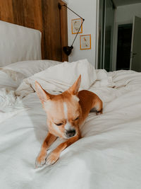 Dog sleeping on bed at home