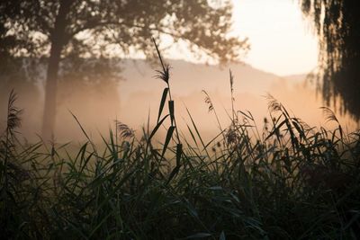 Close-up of silhouette grass against trees at sunset