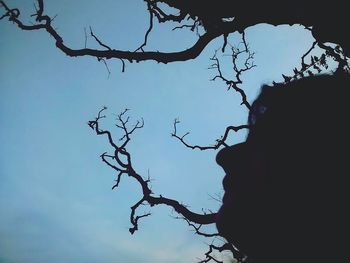 Low angle view of silhouette bare tree against sky