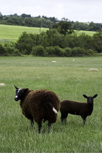 Sheep on grassy field