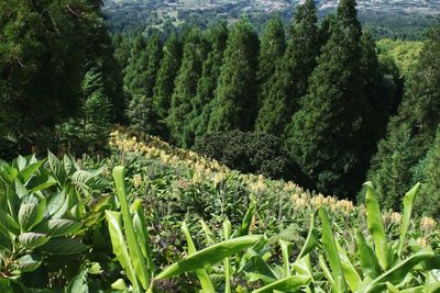 Plants growing on field in forest