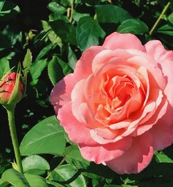 Close-up of fresh pink rose blooming outdoors