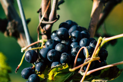 Close-up of berries growing on plant