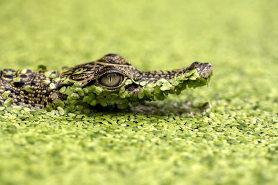 Close-up of alligator in green lake