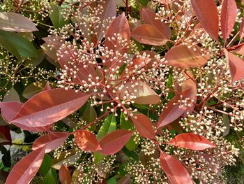 Close-up of pink flowering plant