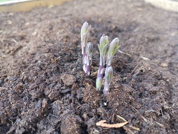 Close-up of plant growing on field