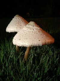 Close-up of mushrooms growing on field