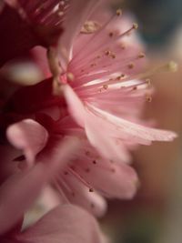 Close-up of pink flower