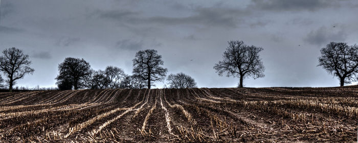 Scenic view of agricultural field against sky