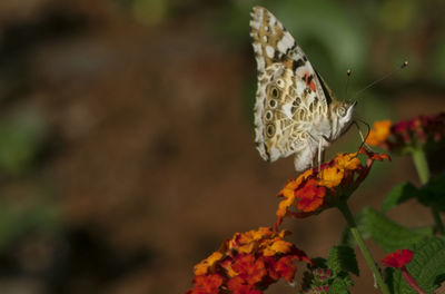 Close-up of butterfly pollinating on flower
