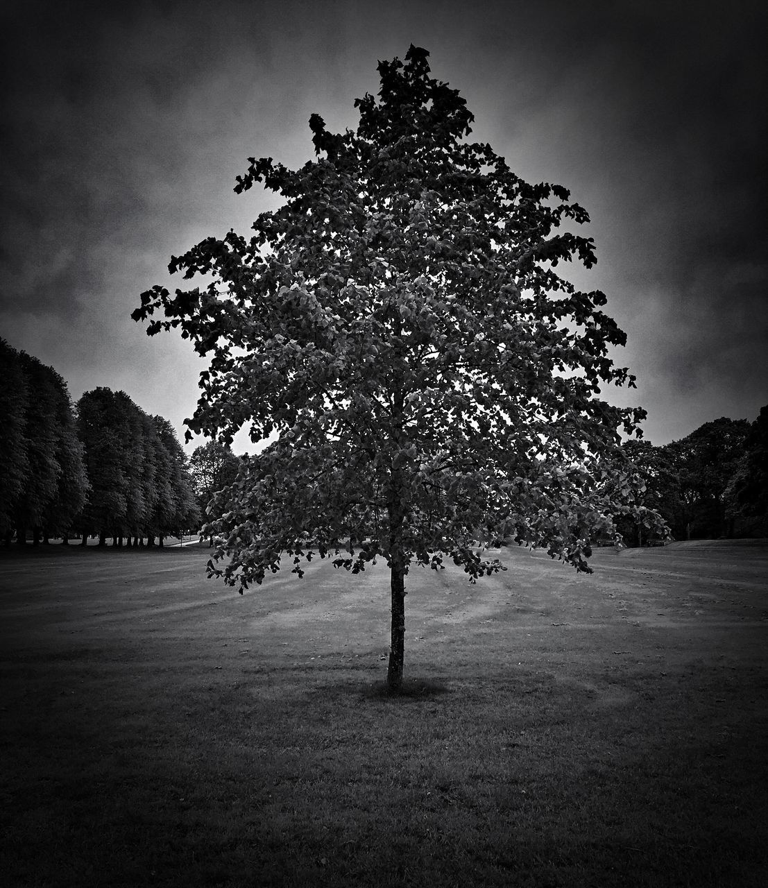 tree, sky, tranquility, tranquil scene, nature, growth, beauty in nature, field, branch, scenics, landscape, park - man made space, outdoors, no people, day, silhouette, low angle view, grass, cloud - sky