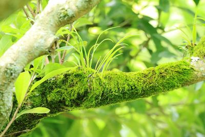 Close-up of leaves on tree