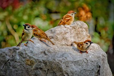 Birds perching on rock