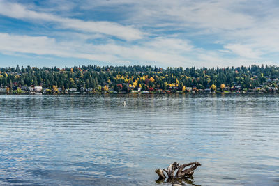 Homes and fall colors on mercer island, washington.