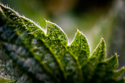 Close-up of green nettle