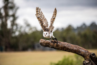 Close-up of a bird flying against blurred background