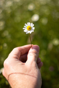 Close-up of hand holding flowering plant