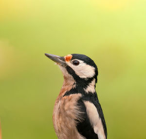 Close-up of a bird looking away