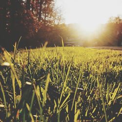 Scenic view of grassy field at sunset