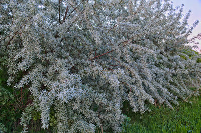 Low angle view of flower tree in winter