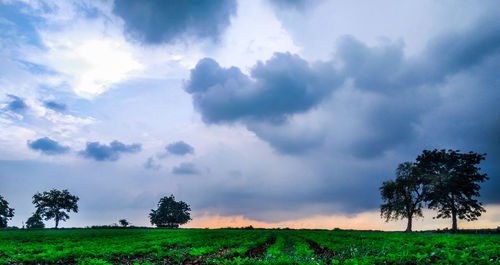 Trees on field against sky