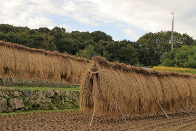 Hay bales in a field