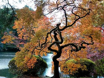 Tree by lake in forest during autumn