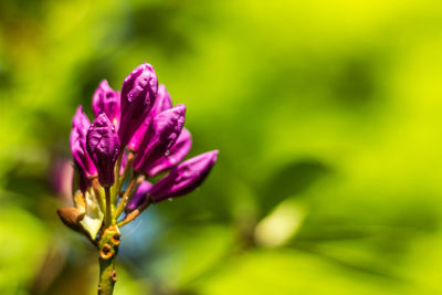 Close-up of purple flower