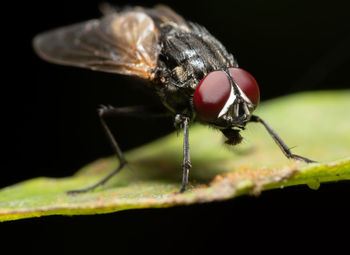 Close-up of fly