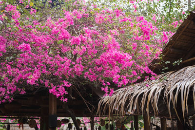 Pink flowering plants against trees