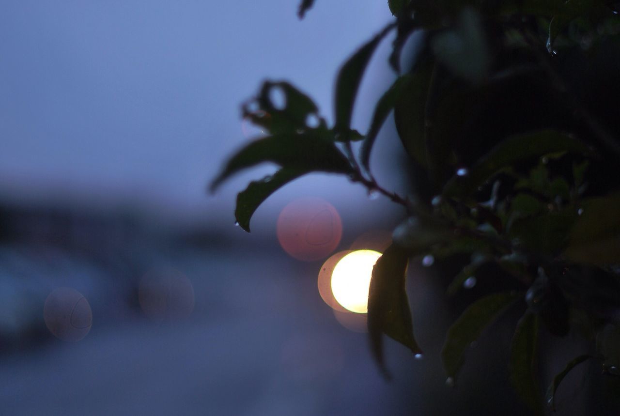 growth, close-up, focus on foreground, leaf, tree, low angle view, nature, branch, plant, selective focus, freshness, beauty in nature, sky, outdoors, no people, sunlight, fruit, hanging, lens flare, tranquility