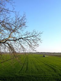 Bare tree on field against clear sky