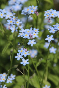 Close-up of white flowering plants